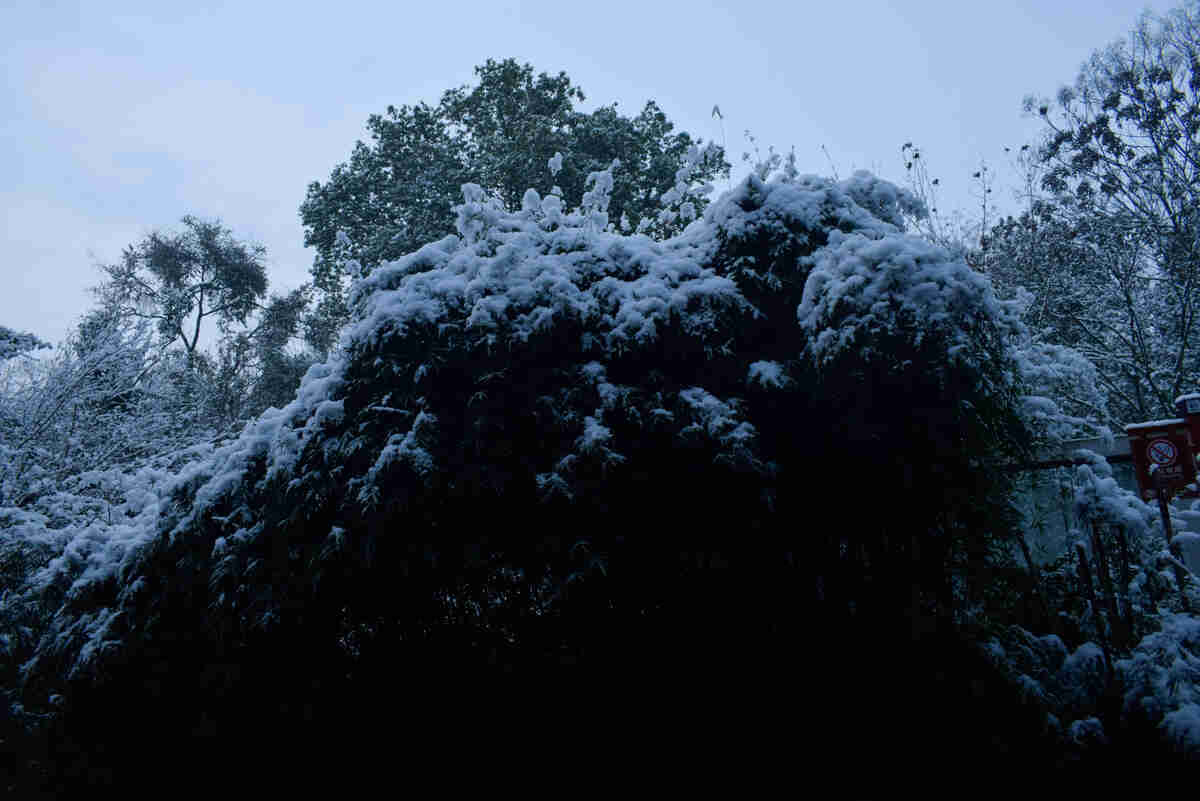 成都雪景一隅20200108树梢